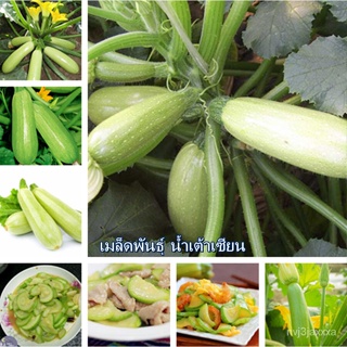 （คุณภาพสูง เมล็ด）ในสต็อกในประเทศไทย เมล็ดพันธุ์ น้ำเต้าเซียน Bottle Gourd Seeds บรรจุ 30 บอนไ/ง่าย ปลูก สวนครัว /ผักชี Q