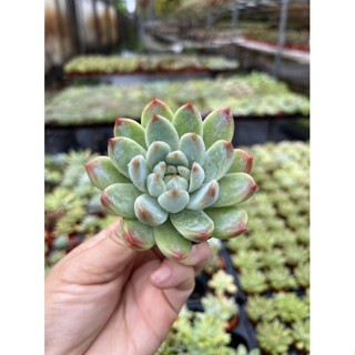 Echeveria Powder White winner