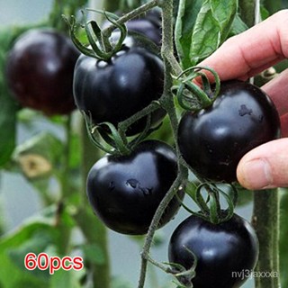 60 Pcs Black Cherry Tomatoes  Non-Gmo Rare Juicy Plant Home Garden Bonsai เม/ง่าย ปลูก สวนครัว เมล็ด/มะเขือ 4NWD