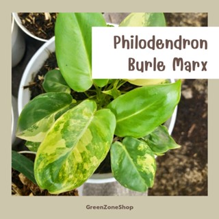 Philodendron Burie Marx "5