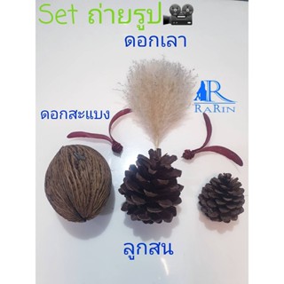 Rarin พร๊อพถ่ายรูป ชุดเชทถ่ายรูป ชุดเชทDiy  ( 4 สหาย ประกอบด้วย ลูกสน, ตีนเป็ด ,สะแบง ,ดอกแพมพัส )