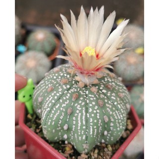 แอสโตร​ไ​ฟตั้​ม​ เว้าสวย #แคสตัส castus​ Astrophytum แอสโตร แอสโตร​ไ​ฟตั้​ม กระบองเพชร