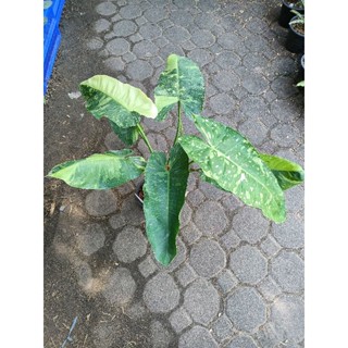 Philodendron Jose Buono🌱 จอส บูโน่