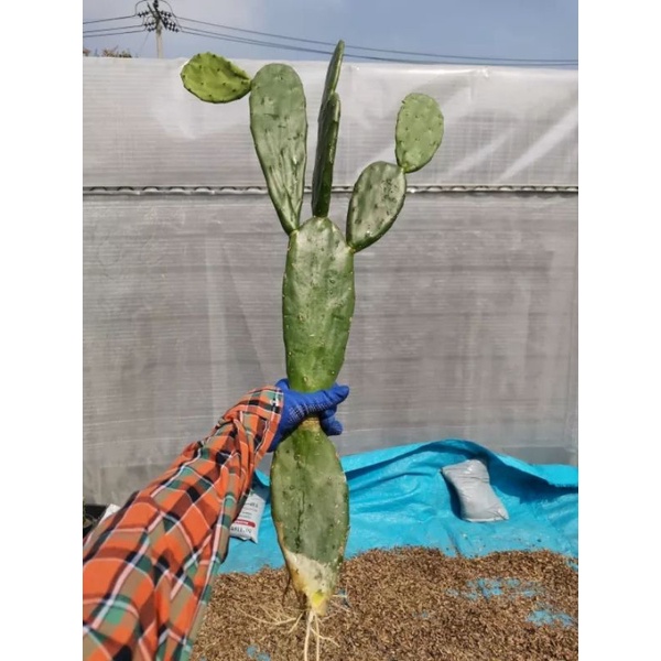 โอพันเทีย 1ต้น เสมา Cactus​ แคคตัส กระบองเพชร​ ไม้อวบน้ำ หูกระต่าย แต่งร้าน คาเฟ่ จัดสวน แต่งสวน