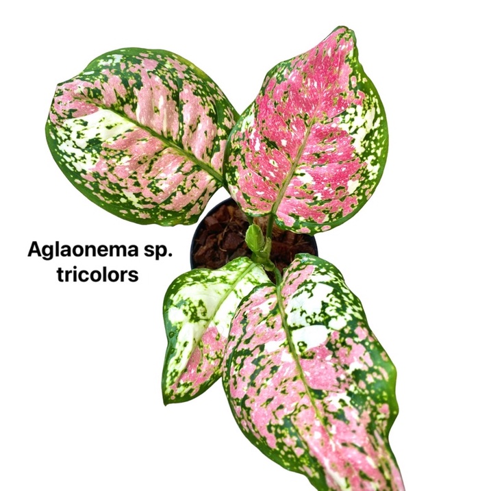 🔥🔥Super sale🔥🔥 Aglaonema sp. Tricolor 💎อัญมณี 3 สี (กระถาง 5 นิ้ว)🪴💕