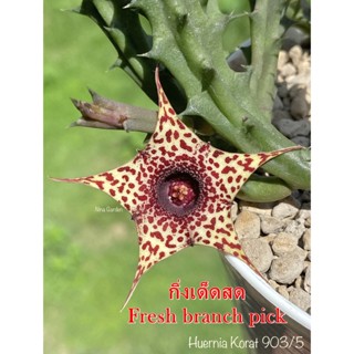 เก๋งจีน Huernia Korat 903/5 *กิ่งเด็ดสด* แคคตัส ไม้อวบน้ำ Cactus and Succulent