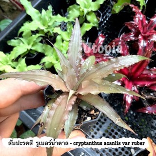 สับปะรดสี รูเบอร์(น้ำตาล) - cryptanthus acanlis var ruber