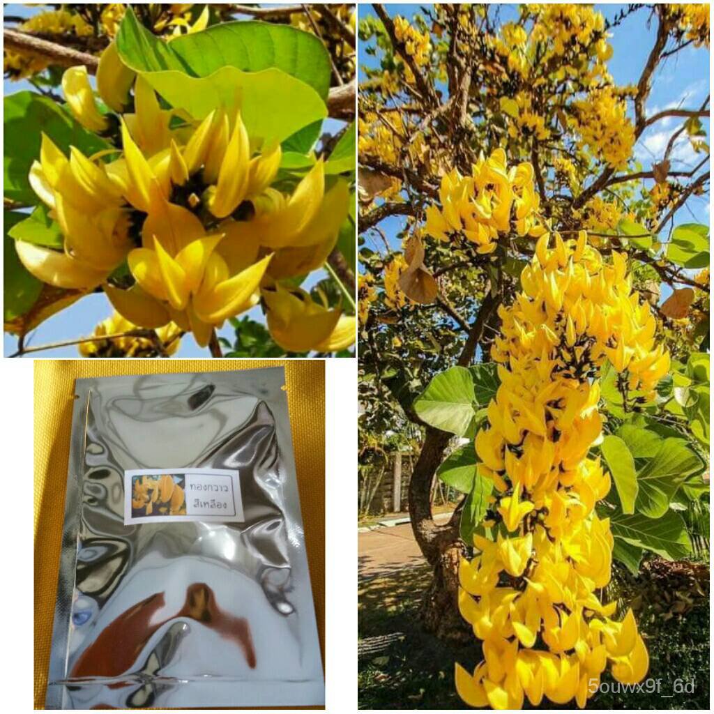 Yellow flower seeds set of 10 flower seeds, auspicious yellow wood