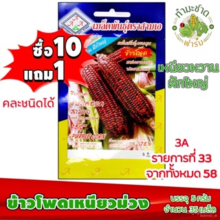 ผลิตภัณฑ์ใหม่ เมล็ดพันธุ์ จุดประเทศไทย ❤[10แถม1] 3A เมล็ดอวบอ้วน ข้าวโพดเหนียวม่วง 35 เมล็ด เหนียว หวาน ฝักใหญ่ /มะเขือ