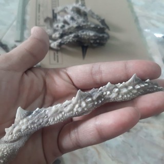 เส้นกระเบนสวยๆ 1เส้นมี 4 หัว