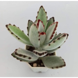 Kalanchoe Tomentosa panda #กุหลาบหินแพนด้าต้นเดียว ไม้อวบน้ำ ส่งพร้อมกระถาง