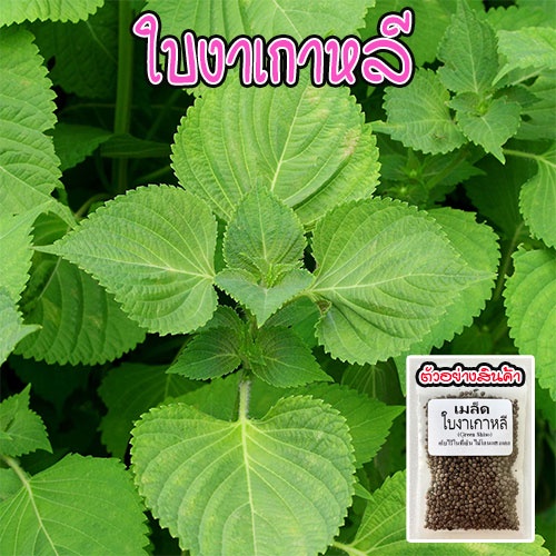 ใบงาเกาหลี​  โอบะ เมล็ดพันธุ์ชิโสะ สีเขียว Green Shiso เมล็ด​พันธุ์​ เมล็ดใบงาเกาหลี​ 50-120​ เมล็ด [ซื้อ 10 แถม1คละได้]