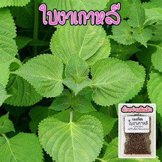 ใบงาเกาหลี​  โอบะ เมล็ดพันธุ์ชิโสะ สีเขียว Green Shiso เมล็ด​พันธุ์​ เมล็ดใบงาเกาหลี​ 50-120​ เมล็ด [ซื้อ 10 แถม1คละได้]