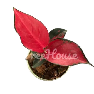 อโกลนีมา สุขสมใจปอง / Aglaonema Suksom Jaipong