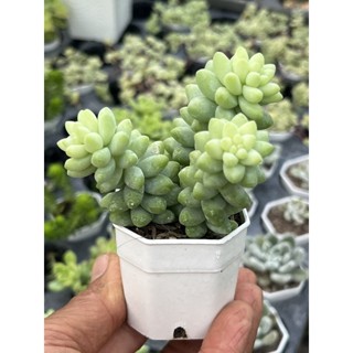 Sedum morganianum รวงข้าวน้อย(m) ไม้อวบนำ้ น่ารักๆ กระถาง 2 นิ้ว