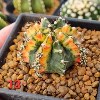 ep10.Gymnocalycium​ variegated​🌵​