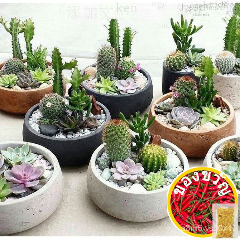 [1 Plant/POT] real Life Cactus succulent (สุ่มเลือก/ชนิดเฉพาะ) Life Tree cacti กระบองเพชรกางเกงชั้นใ
