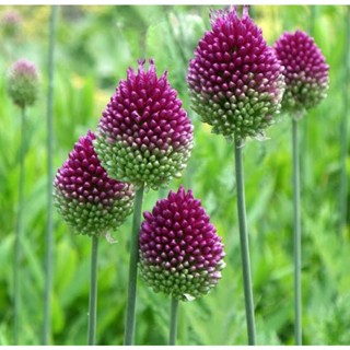 เมล็ดพันธุ์ดอก อัลเลี่ยม ดรัมสติ๊ก Drumstick Allium Seeds บรรจุ 30 เมล็ด คุณภาพดี ของแท้ ราคาถูก นำเข้าจากต่างประเทศ