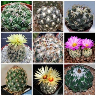 （คุณภาพสูง เมล็ด）เมล็ดพันธุ์ ต้นกระบองเพชร Mixed Cactus Seeds แต่ละแพ็คมี 50 เมล็ด ดอกไม้จริง ต้นดอก/กะเพรา ผัก ป/คะน AC