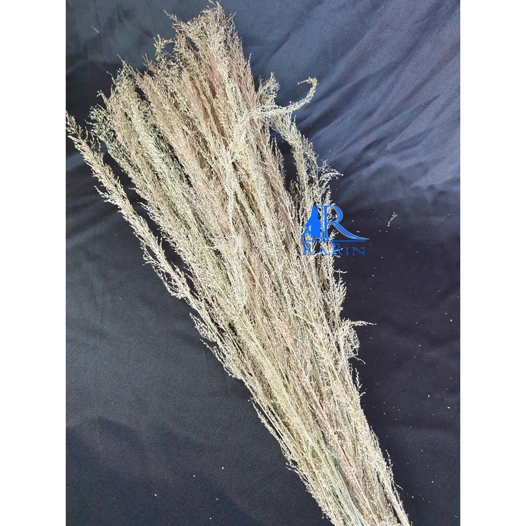 Rung RaRin Rarin‼️พร้อมส่ง‼️ดอกหญ้า นางฟ้า ดอกไม้แห้ง ขนาด 1 กำ ใช้ตกแต่ง ตามโต๊ะอาหาร