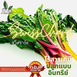 ผักสวิสชาร์ด สวิสชาร์ตคละสี - MIX SWISS CHARD พร้อมส่ง ทำน้ำผักผลไม้ ทานกับสลัด ปลูกแบบอินทรีย์ตัดสดตามออเดอร์ 100 กรัม