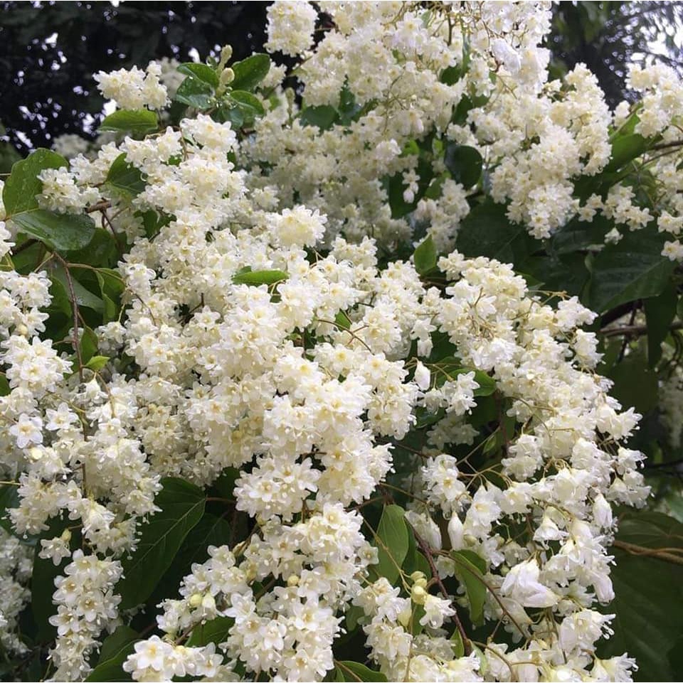 ลดาวัลย์ กระถาง 8 นิ้ว ยาว 45 เซนติเมตร ออกดอกมากฤดูหนาว  (กทม)