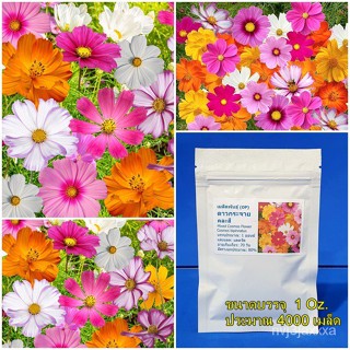 ( 1 ออนซ์ ) เมล็ดพันธุ์ ดาวกระจายคละสี (Mixed Cosmos Flower Seed) ขนาด 1 ออน/ง่าย ปลูก สวนครัว เมล็ด/มะเขือ O0SX