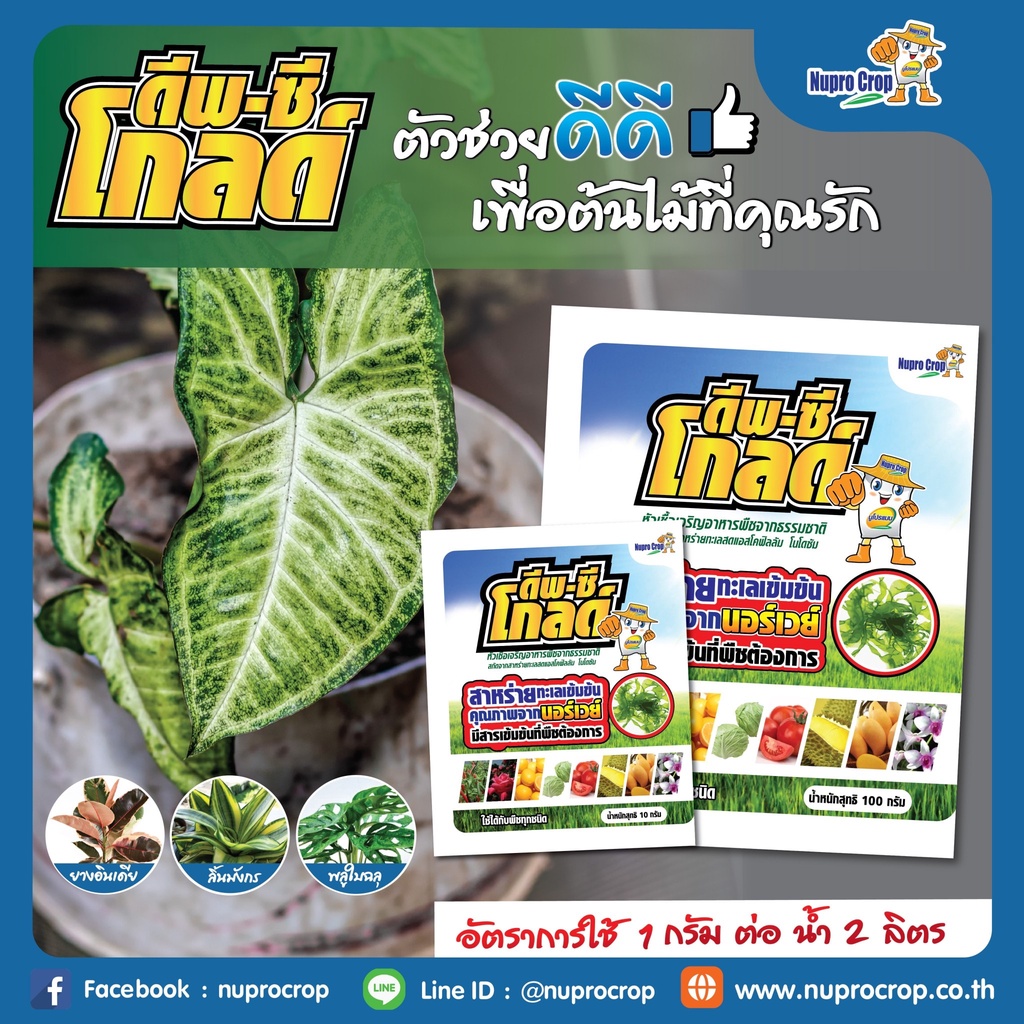 ดีพ-ซีโกลด์ หัวเชื้อเจริญอาหารพืชจากธรรมชาติ สกัดจากสาหร่ายทะเลสด