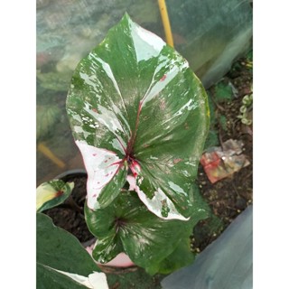 บอนสีเทพอักษราcaladium