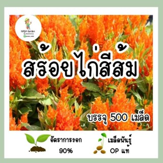 （คุณภาพสูง เมล็ด）เมล็ดพันธุ์ สร้อยไก่สีส้ม 500เมล็ด เมล็ดพันธุ์OPแท้ อัตราการงอกสูง /ง่าย ปลูก สวนครัว เมล็ด/มะระ YTBR