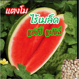 เมล็ดพันธุ์แตงโมไร้เมล็ด หวาน14บริกซ์ แฮปปี้ แฟมีเลีย ชุด20เมล็ด