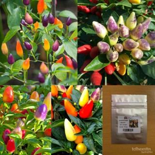 ผลิตภัณฑ์ใหม่ เมล็ดพันธุ์ 2022เมล็ด : เมล็ดพริกประดับ Ornamental Pepper พริกประดับ Ornament พริก  เมล็ดพริก เมล /ผักชี D