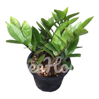 กวักมรกตในกระถาง 8 นิ้ว / Zamioculcas Zamifolia pot 8