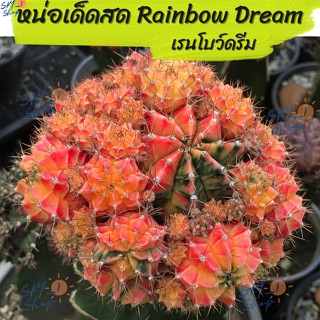 หน่อเด็ดสด ยิมโนด่าง โคลน เรนโบว์ดรีม Rainbow dream