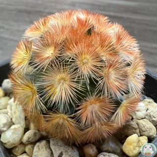 (B40) ต้นแมมคามิเน่ บุดดา ไม้เมล็ด - (Mammillaria carmenae "buddha") - แคคตัส/ง่าย ปลูก สวนครัว เมล็ด/ง่าย RGAT