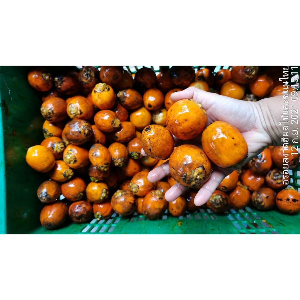 Ripe areca nut ลูกหมากแก่ กิโลละ 50 บ. ผลหมากสำหรับนำไปรับประทาน หมากแก่ หมากสุก หมากส้ม