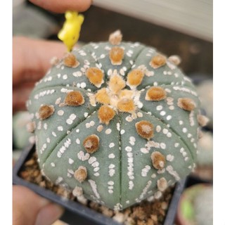 แอสโตรไฟ​ตั้มลุ้น วี สวยมาก #แคสตัส castus​ astrophytum แอสโตร แอสโตร​ไ​ฟตั้​ม แอสโตรไฟตัม กระบองเพชร แอสโตรวี super