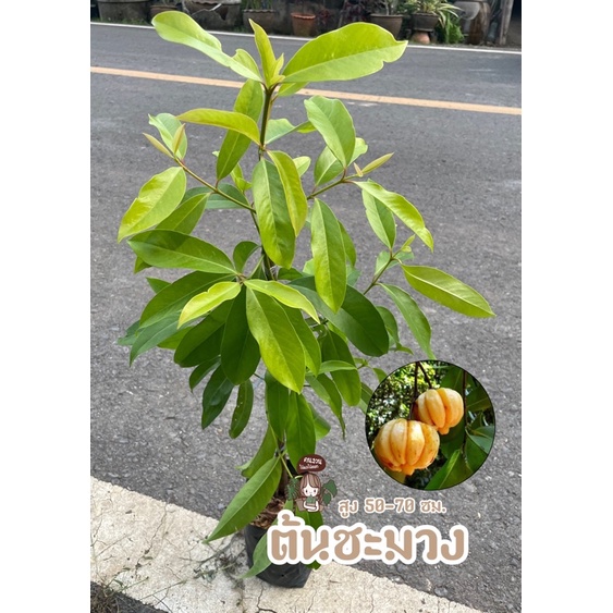 ต้นชะมวง ชะมวงมีฤทธิ์เป็นยาสมุนไพร ใบและผลรสเปรี้ยว ต้นสวย แข็งแรง จัดส่งไว