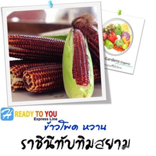 ผลิตภัณฑ์ใหม่ เมล็ดพันธุ์ เมล็ดข้าวโพดหวานแดงทานดิบ (SweetCorn)  ราชินีทับทิมสยาม  พร้อมคู่มือ  (จาก บริษัทข้าวโ/ดอก ISJ