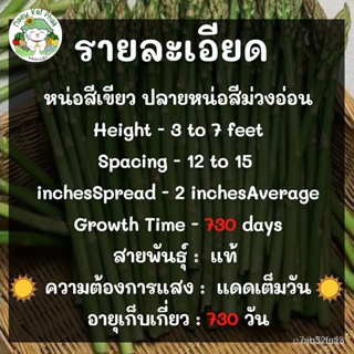 (เมล็ดพันธุ์แท้)เมล็ดพันธุ์ หน่อไม้ฝรั่ง เมรี่วอชิงตัน 70 เมล็ด นำเข้าจากต่เมล็ด/ง่าย ปลูก สวนครัว ดอก ต้น/ง่าย WLFA