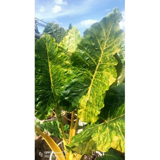 บอนกระดาดด่างทอง (Alocasia)