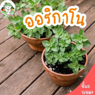 ผลิตภัณฑ์ใหม่ เมล็ดพันธุ์ 2022เมล็ดอวบอ้วน ออริกาโน Oregano บรรจุ 500 เมล็ด เมล็ดอวบอ้วนนำเข้าแท้ 100% นำไปขยาย /งอก BBS