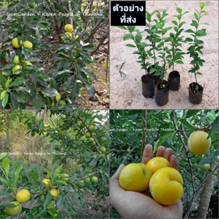 (1ต้น) ต้น พลัมคอส ต้นพลัมคอส ต้นพลัม พลัม คอส Plumcot / พิสุทธิ์