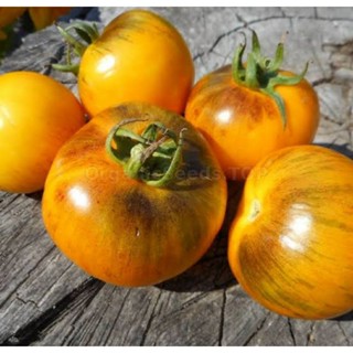 เมล็ดพันธุ์มะเขือเทศ โกลเด้น ไทเกอร์ Golden Tiger Tomato Seeds บรรจุ 15 เมล็ด คุณภาพดี ของแท้ ราคาถูก นำเข้าจากต่างประเท