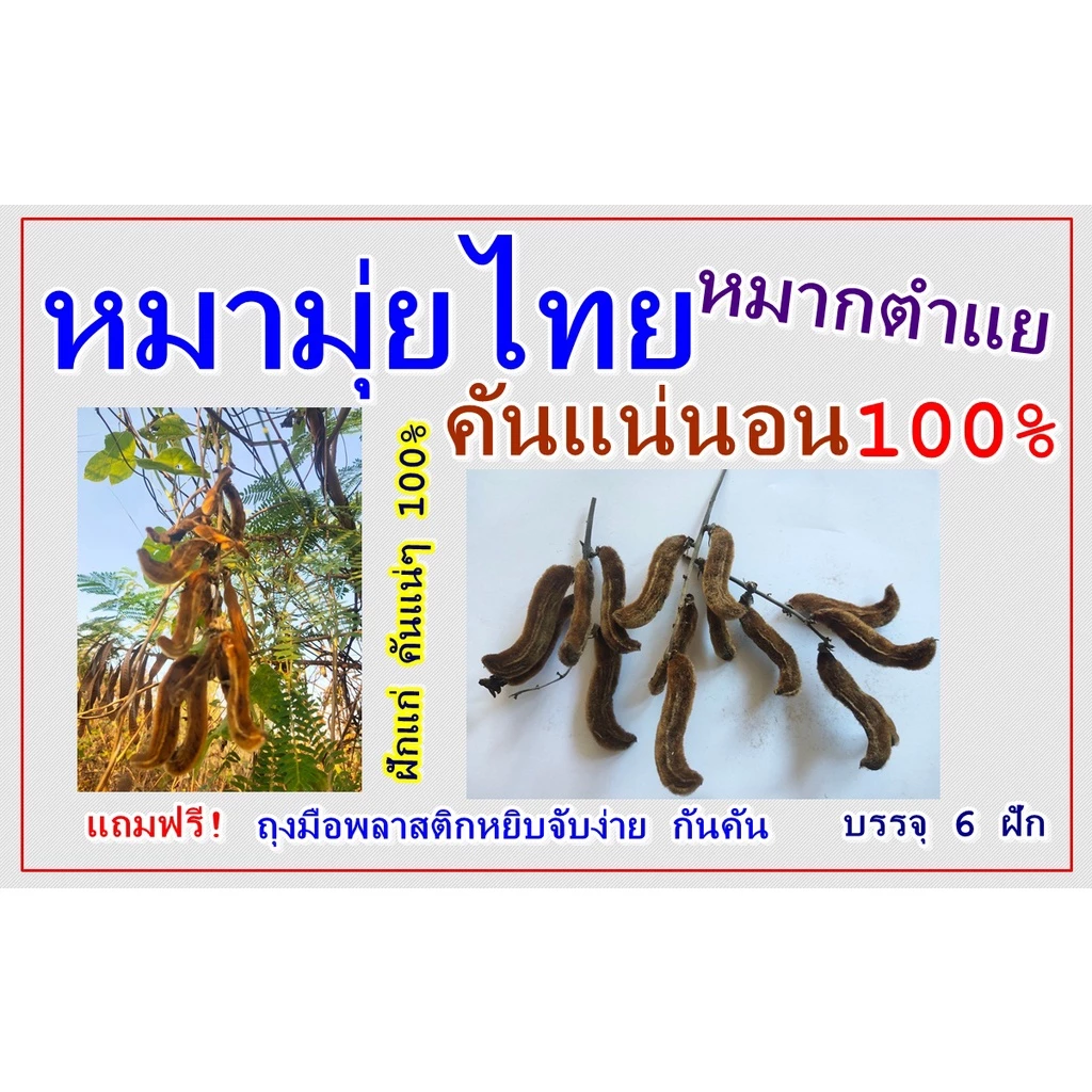 หมามุ่ยไทย หมากตำแย คันแน่นอน100% แถมฟรี ถุงมือยาง