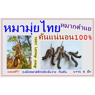 หมามุ่ยไทย หมากตำแย คันแน่นอน100% แถมฟรี ถุงมือยาง