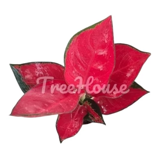 อโกลนีมา สุขสมใจปอง / Aglaonema Suksom Jaipong