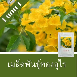 เมล็ดพันธุ์ทองอุไร 1แถม1 (250 เมล็ด) ถูกที่สุด!!