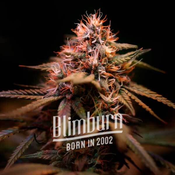 เมล็ดพันธุ์กัญชา Slurricane Feminised Cannabis Seeds เพศเมีย เมล็ดกัญชานอก เมล็ดค่าย Blimburn แท้100