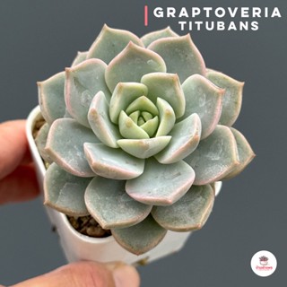 Graptoveria Titubans ไม้อวบน้ำ กุหลาบหิน Cactus&amp;Succulent